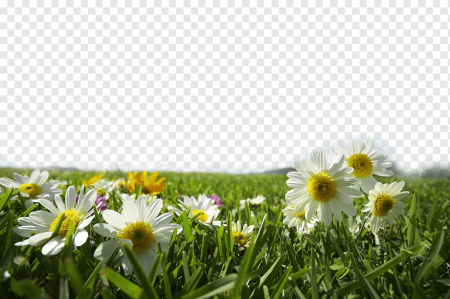 Поле ромашек PNG