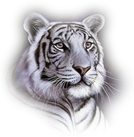 Белая тигрица