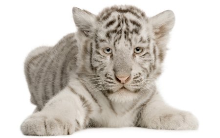 Тигр белый клипарт (47 фото)
