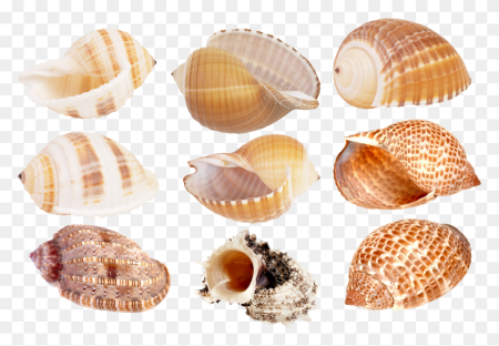 Ракушки морские