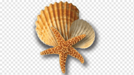 Морское на прозрачном фоне