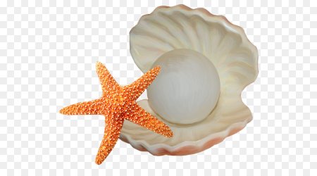 Морские звезды ракушки на прозрачном фоне