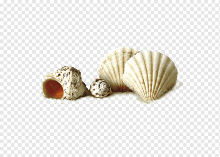 Белая Ракушка