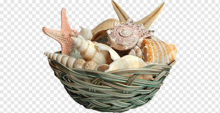 Морские ракушки на прозрачном фоне