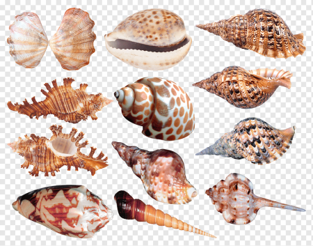 Ребенок с раковиной морской