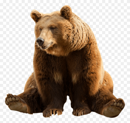 Медведь на прозрачном фоне