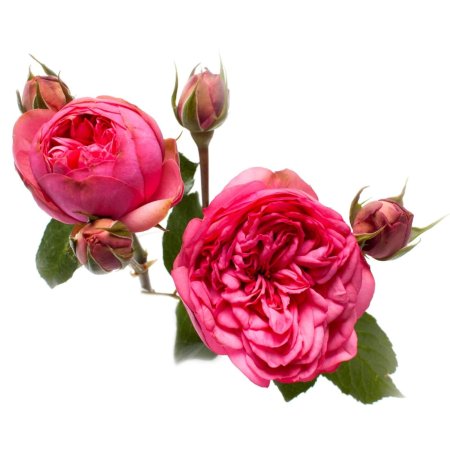 Роза Vuvuzela Pink