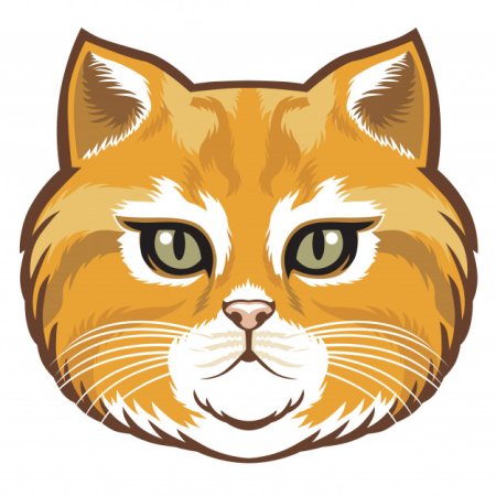 Голова кота