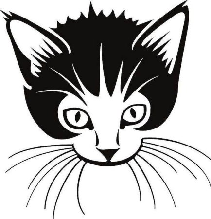 Морда кота