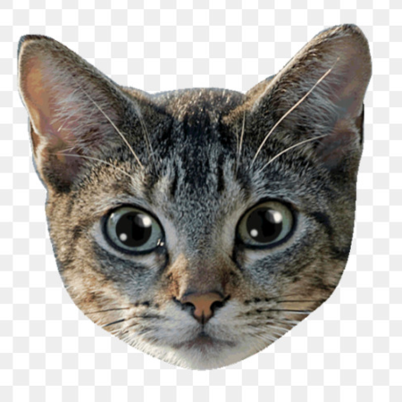 Лицо котика