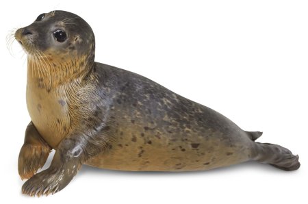 Кольчатая Нерпа