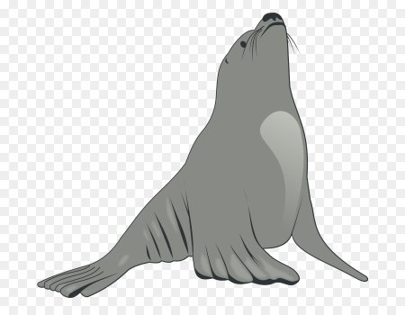 Seals Sea Lions and Walruses