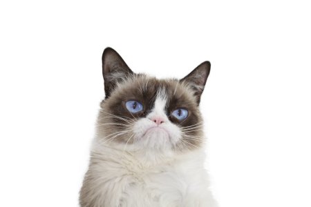 Смешной кот на белом фоне