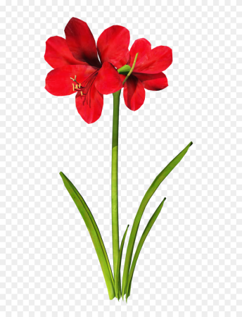 СМИККА амариллис
