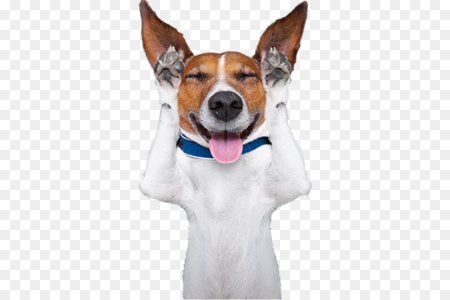 Джек Рассел Bad Dog