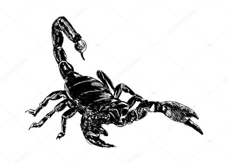 Императорский Скорпион