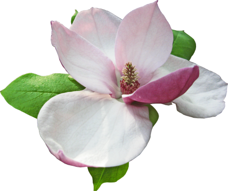 Магнолия на белом фоне