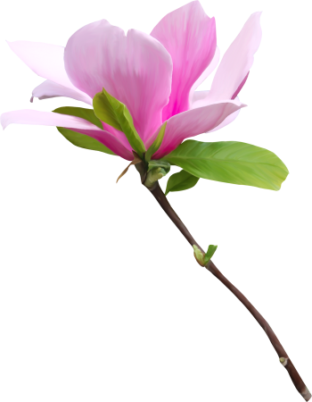 Цветок магнолии клипарт (49 фото)
