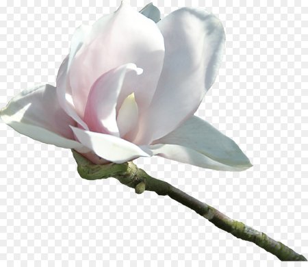 Магнолия White Rose