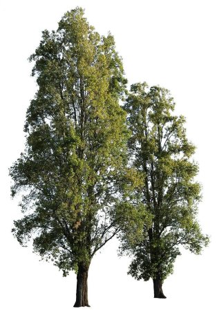 Клипарт дерево тополь (49 фото)