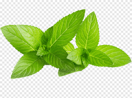 Мята перечная листья
