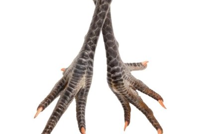 Куриные ноги для избушки