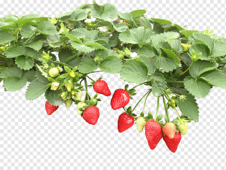 Куст земляники на прозрачном фоне