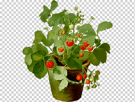 Куст клубники в горшке