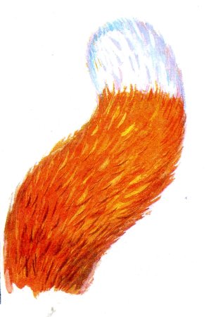 Хвост рисунок