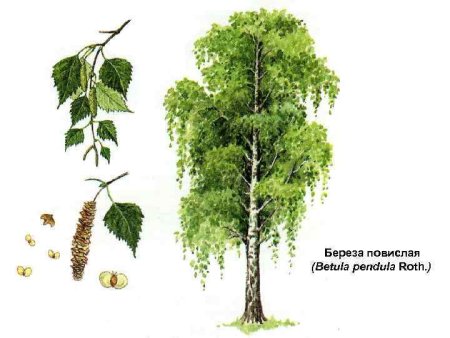 Береза повислая схема