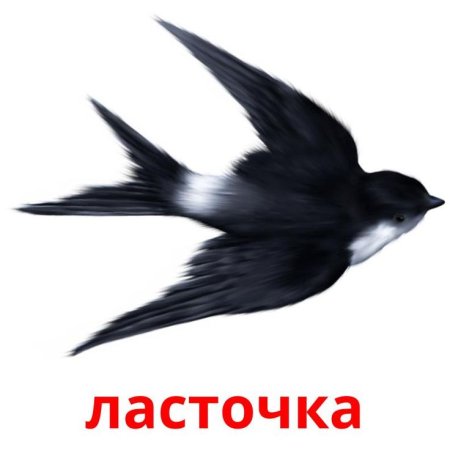 Ласточка на прозрачном фоне