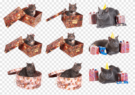 Котёнок с шариком