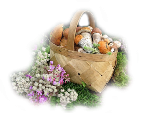 Лукошко с грибами на прозрачном фоне