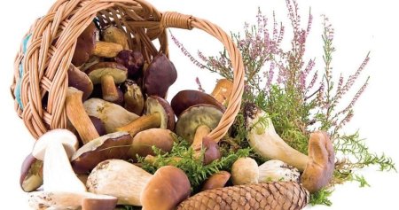 Корзинка с грибами на прозрачном фоне