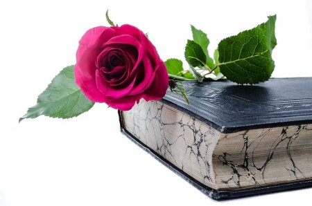 Роза на книге
