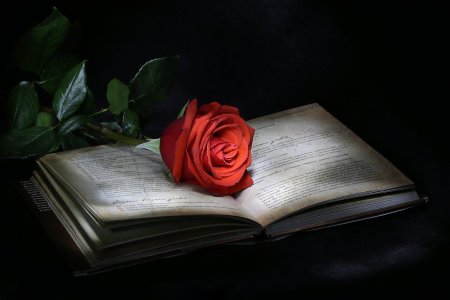 Роза на книге