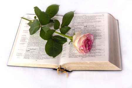 Роза на книге