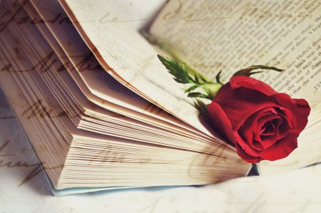 Роза на книге