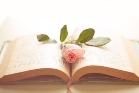 Роза на книге