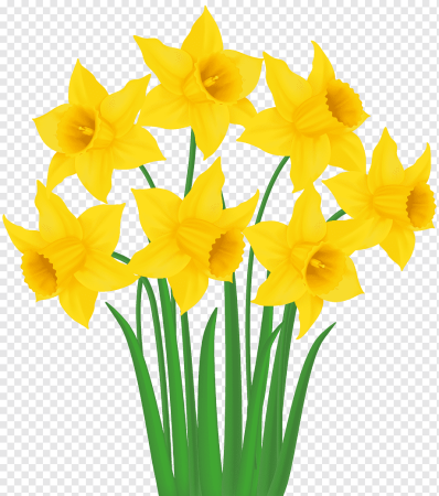 Daffodil цветок
