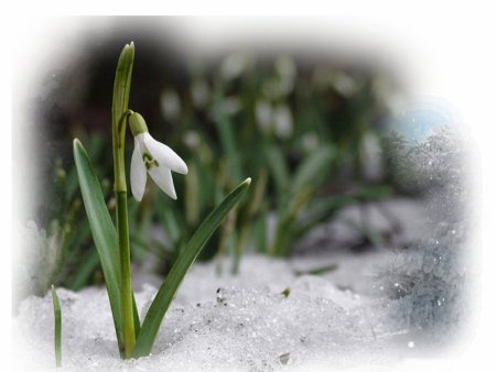 Зацвели подснежники
