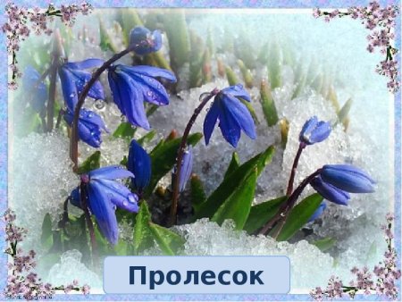 Подснежники на прозрачном фоне