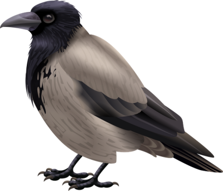 Ворона на прозрачном фоне