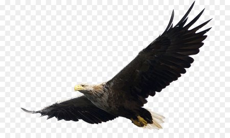 Орёл Беркут на белом фоне