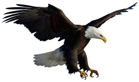 Летящий орел клипарт (46 фото)