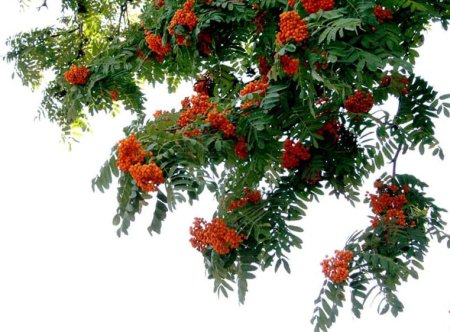 Рябина на прозрачном фоне