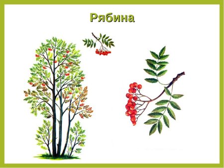 Рябина дерево для детей