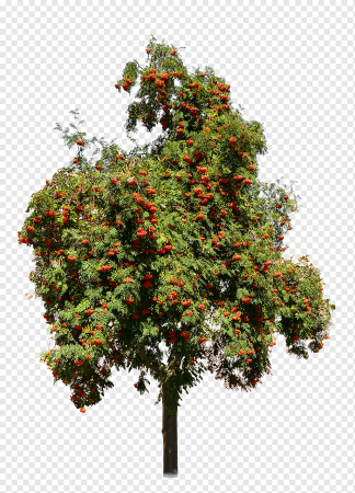 Боярышник куст