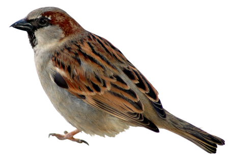 Геншин Вики бронзовый Воробей