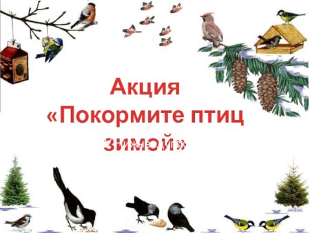 Акция Покормите птиц зимой